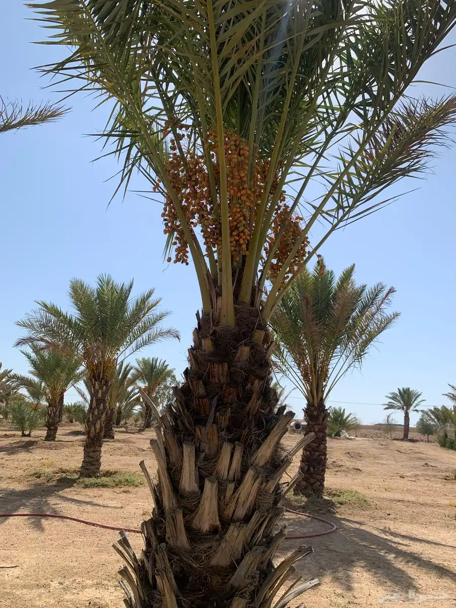 نخل مثمر للبيع السيل الصغير index