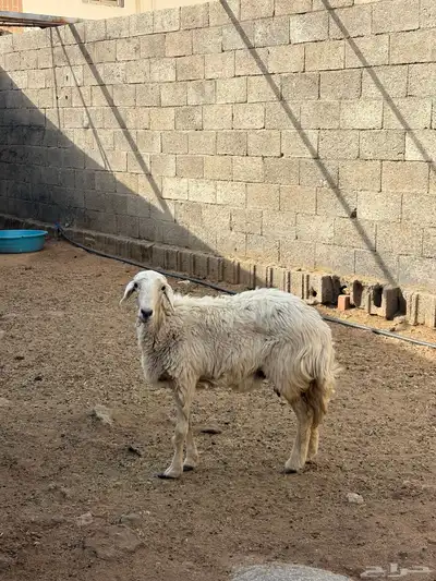 يوجد رخل الموقع في احد رفيده 1