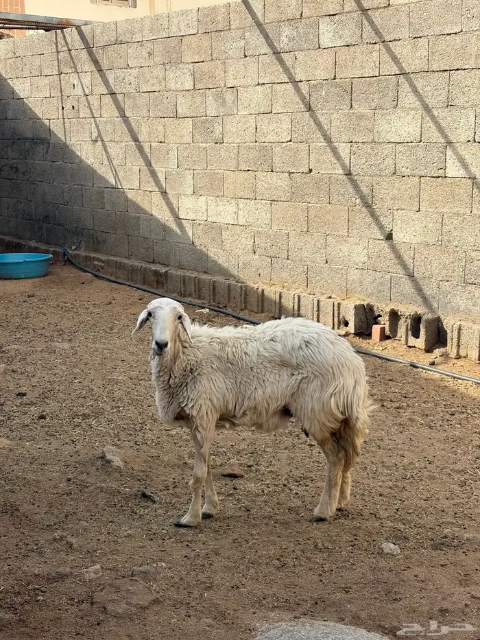يوجد رخل الموقع في احد رفيده 1
