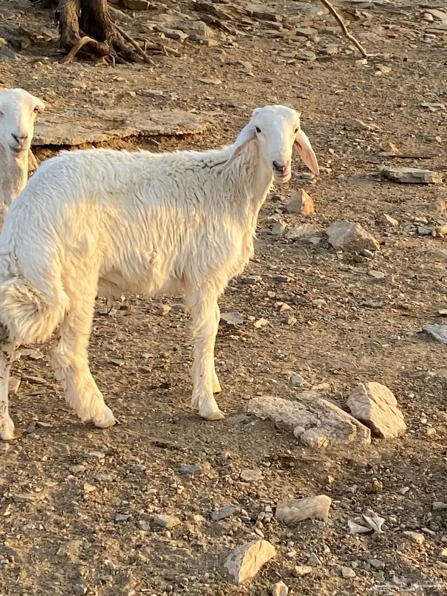 طلي ذبيحه نضيف 0