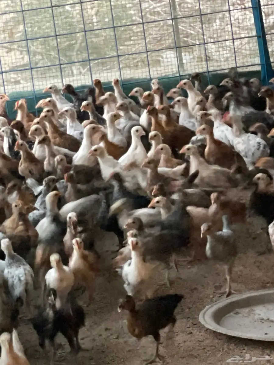 صوص بليد العمر شهر واسبوع 2