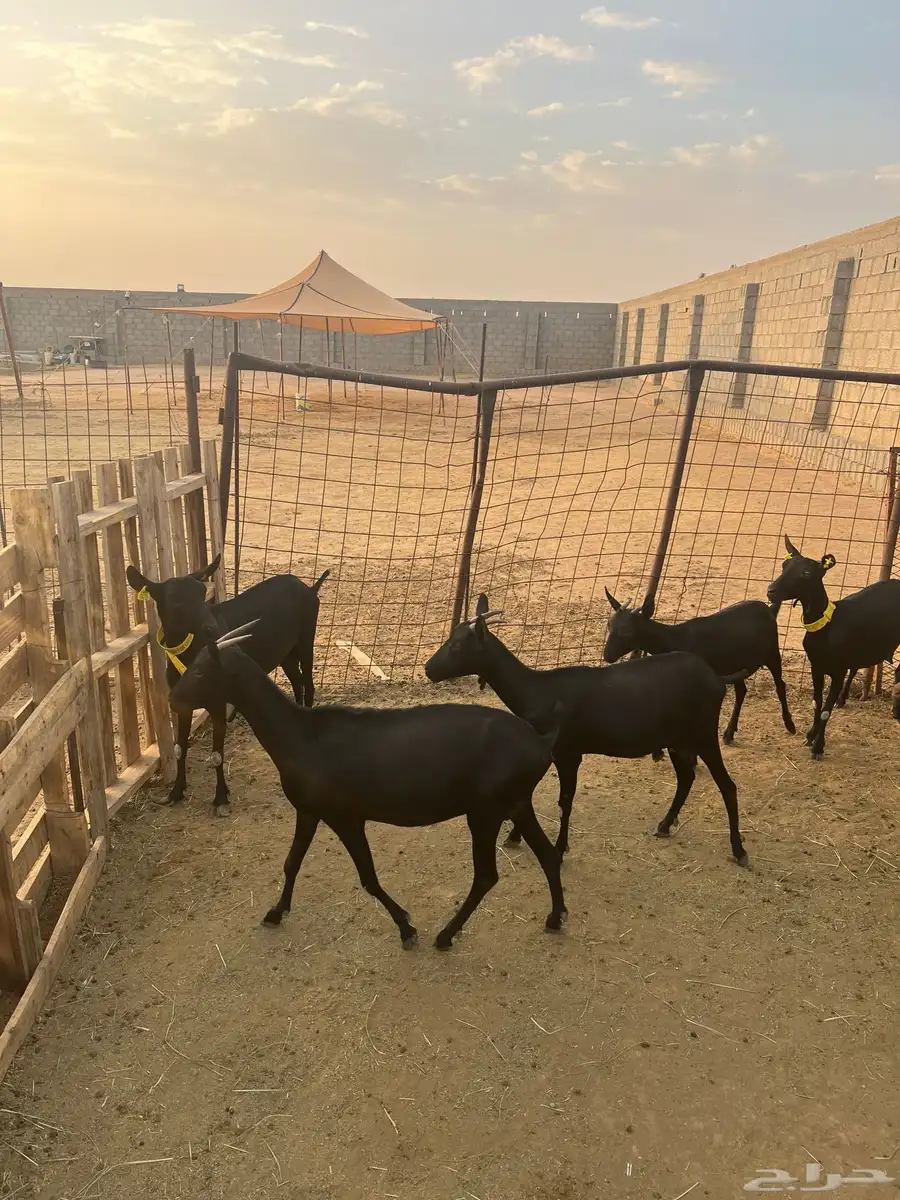 الماعز المورسيانو الأسباني 3