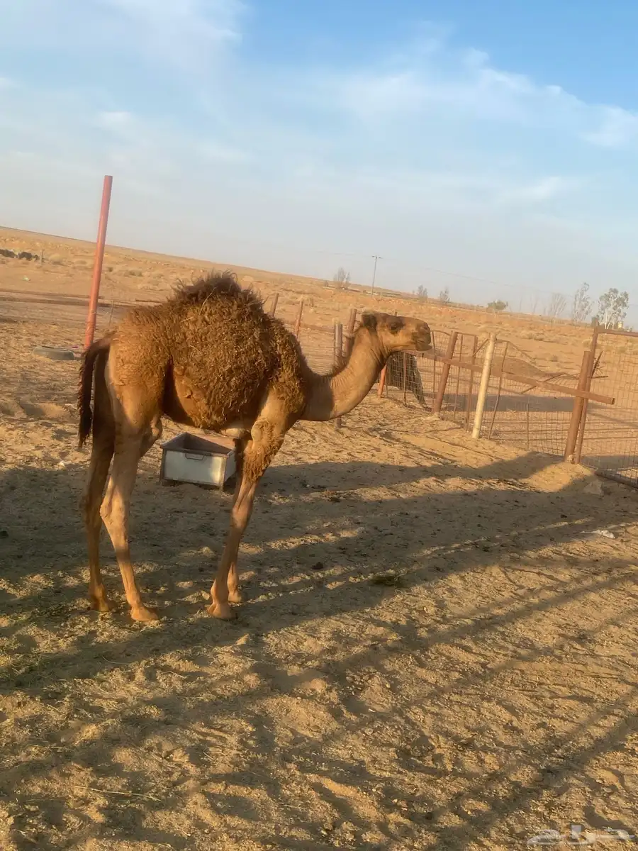 ناقه ولدته الثانيه قعود للبيع على السوم index