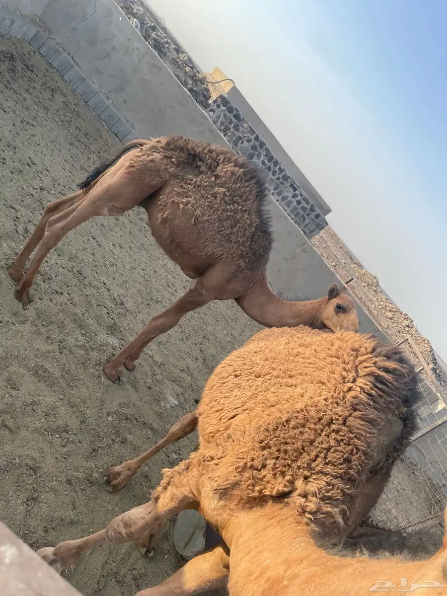 قعدان للبيع index