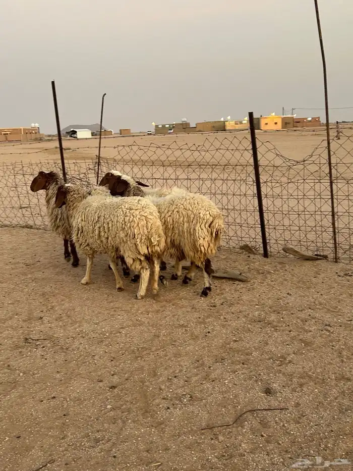 للبيع شياه طيبه 6