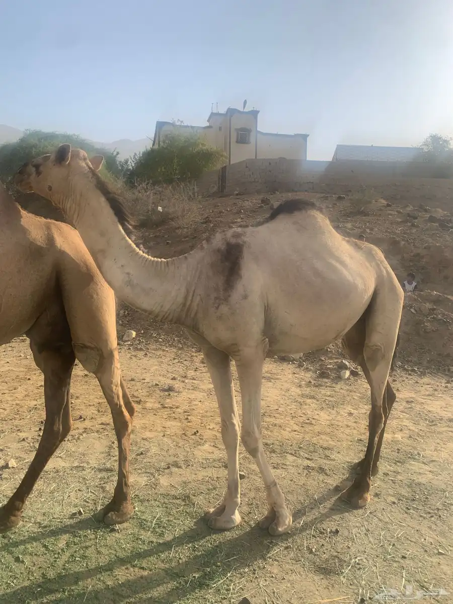 منقيه مسيوم فيها ب 9500 ثني 0