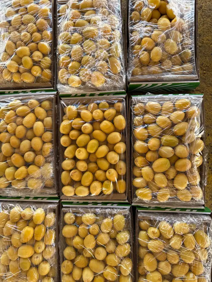 تمور القصيم تمور الفاخره 8