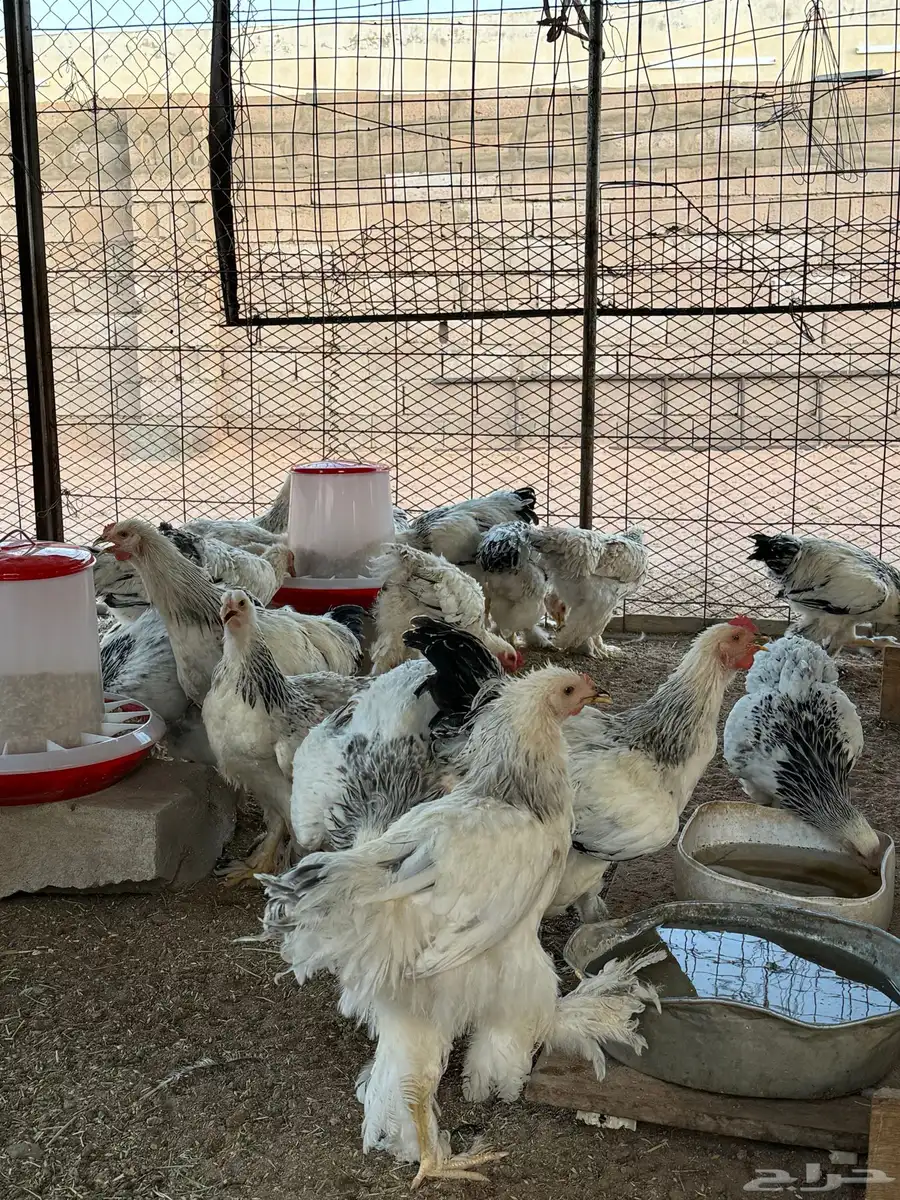 دجاج براهما كولمبي كونك اصل 2