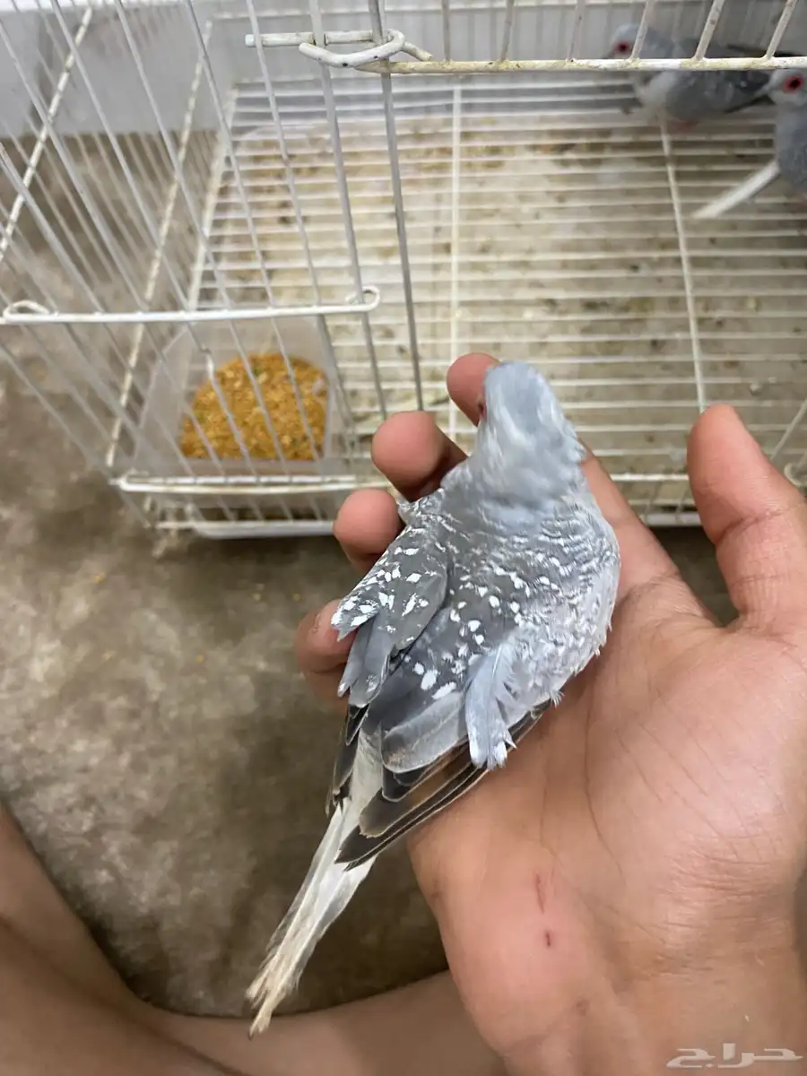 يمام ماسي للبيع 3