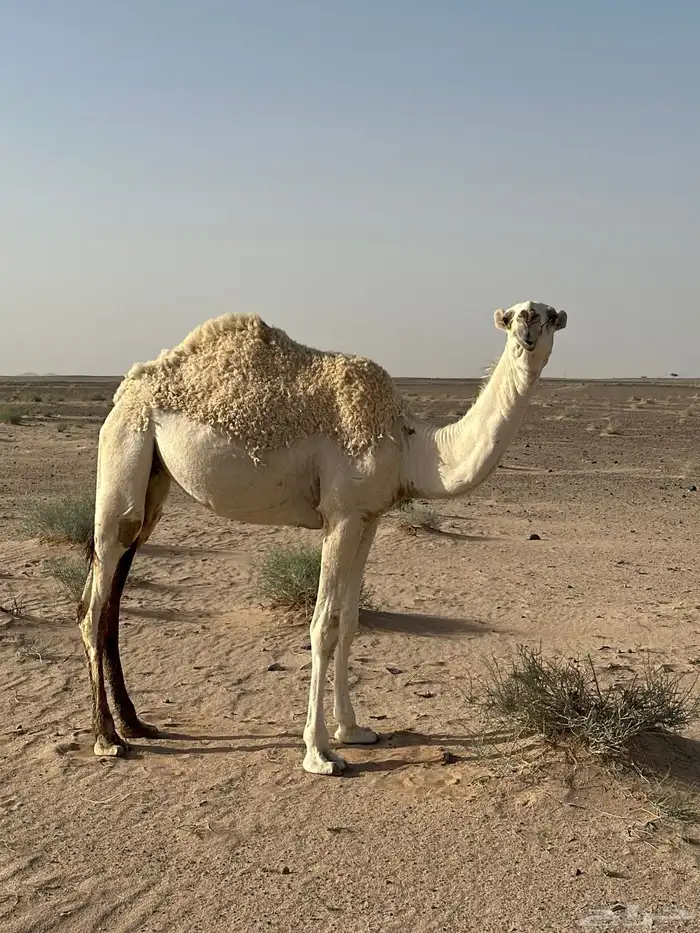 بكره عونيه مفروده حقه 0