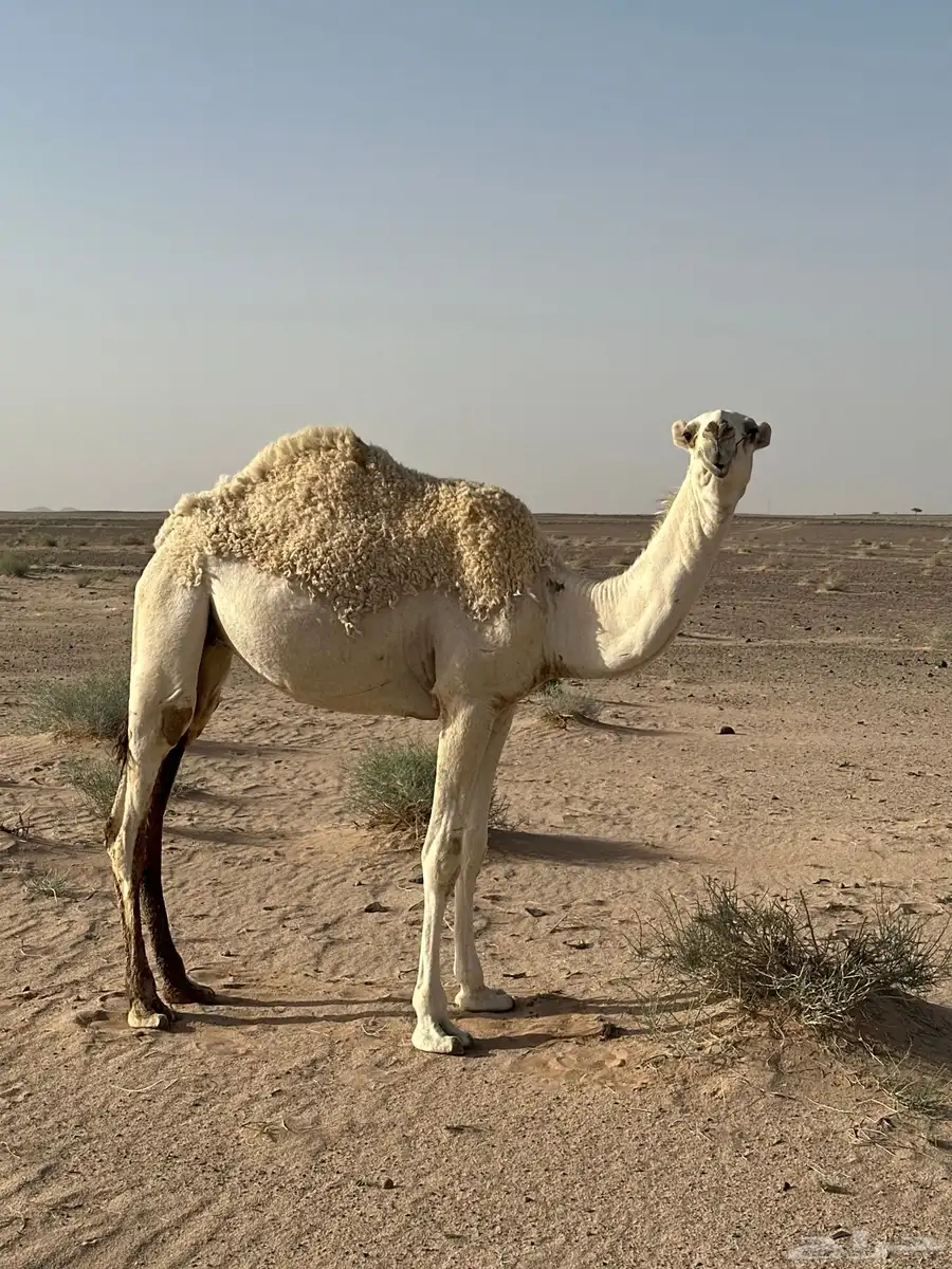 بكره عونيه مفروده حقه 0