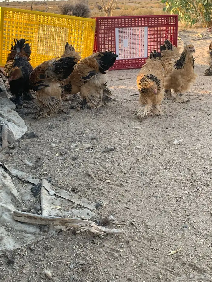 براهما بشاير انتاج خوراج فرصه للمربي 22