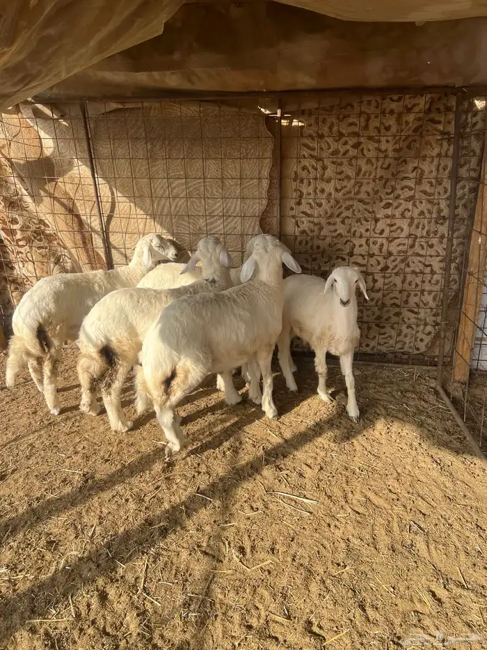 طليان حريه ( تم البيع ) دف 11