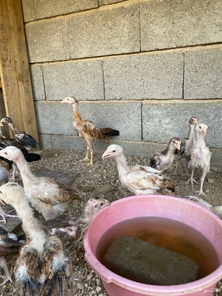 فروخ سندي 1