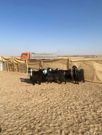 معزا عوارض 3