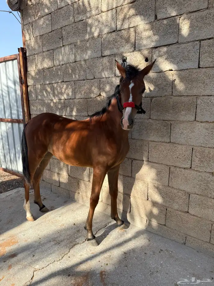 مهره 1