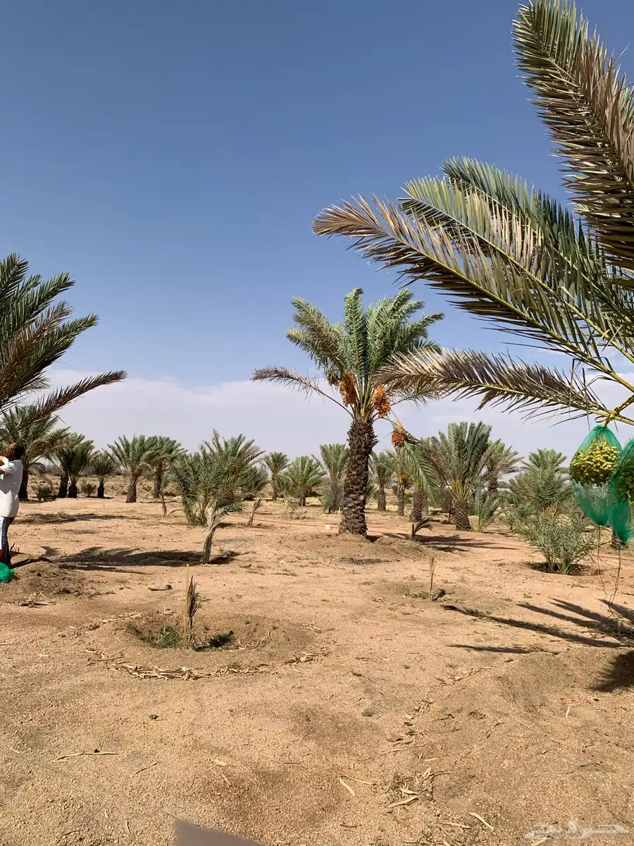 نخل مثمر للبيع السيل الصغير index