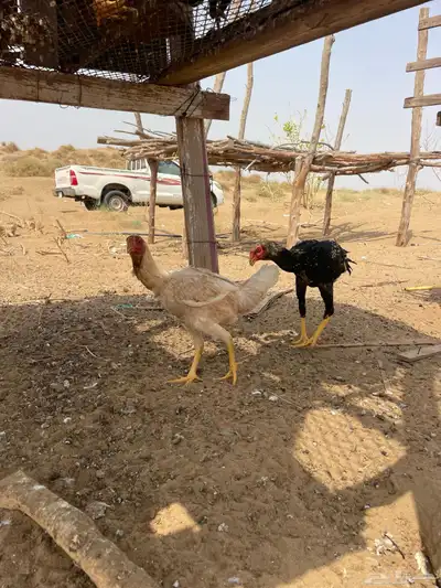 شامو الماني 3
