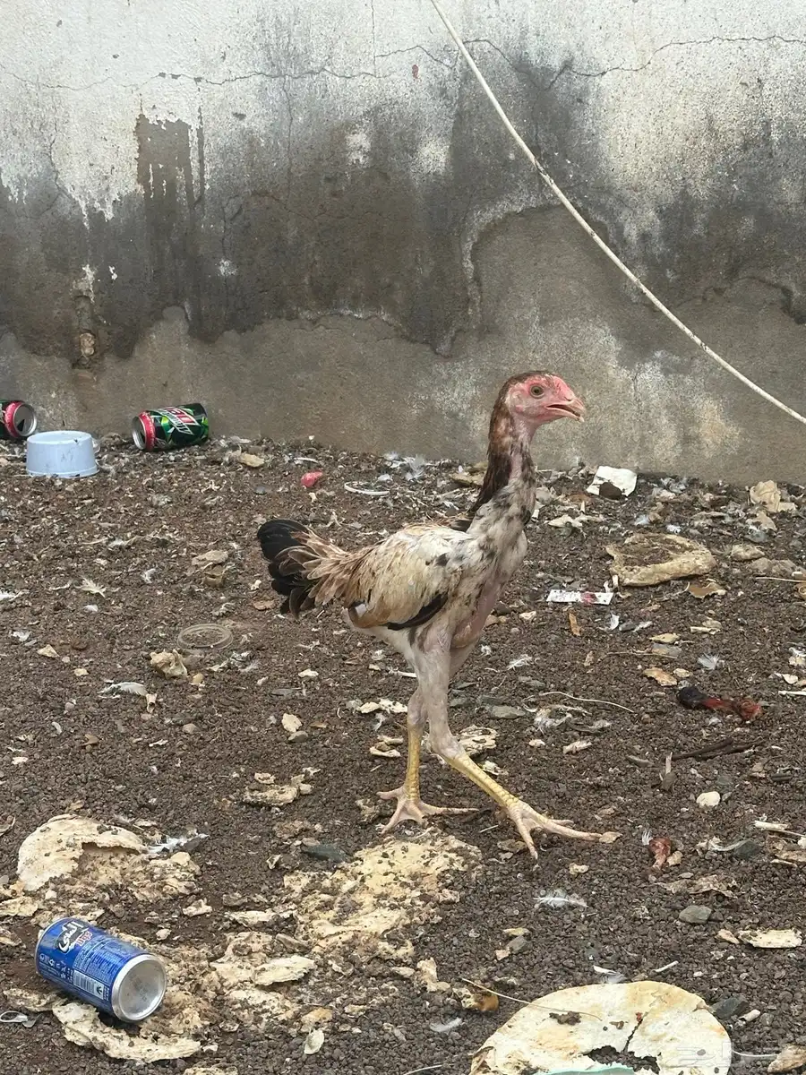 فروخ شامو دجاجه وديك 4