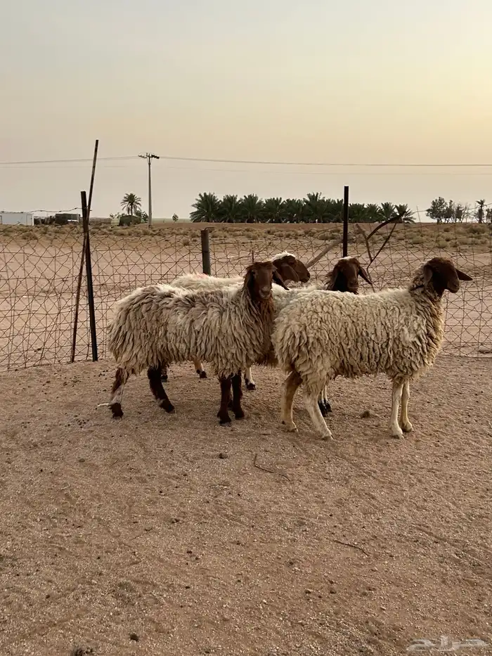 للبيع شياه طيبه 9