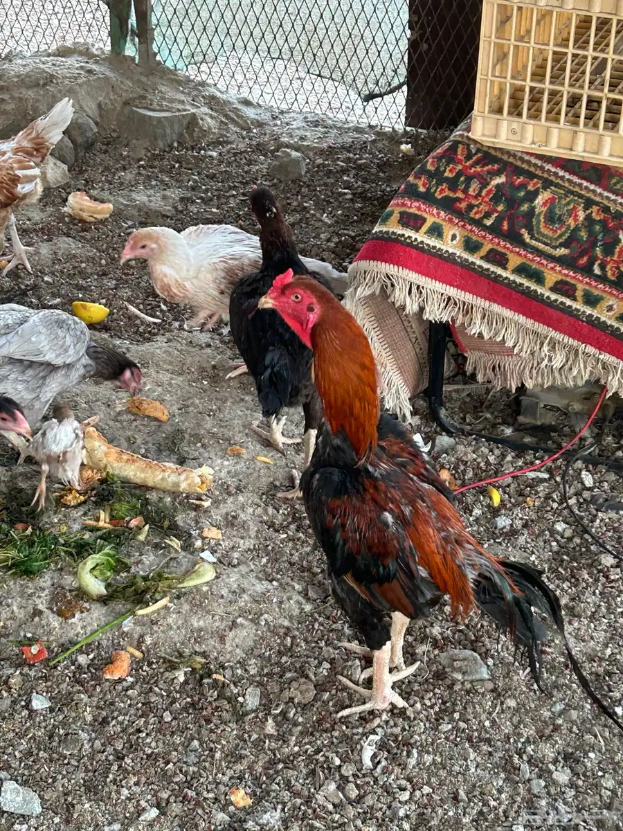 دجاج وديوك وصوص جميع الي في الصور 2