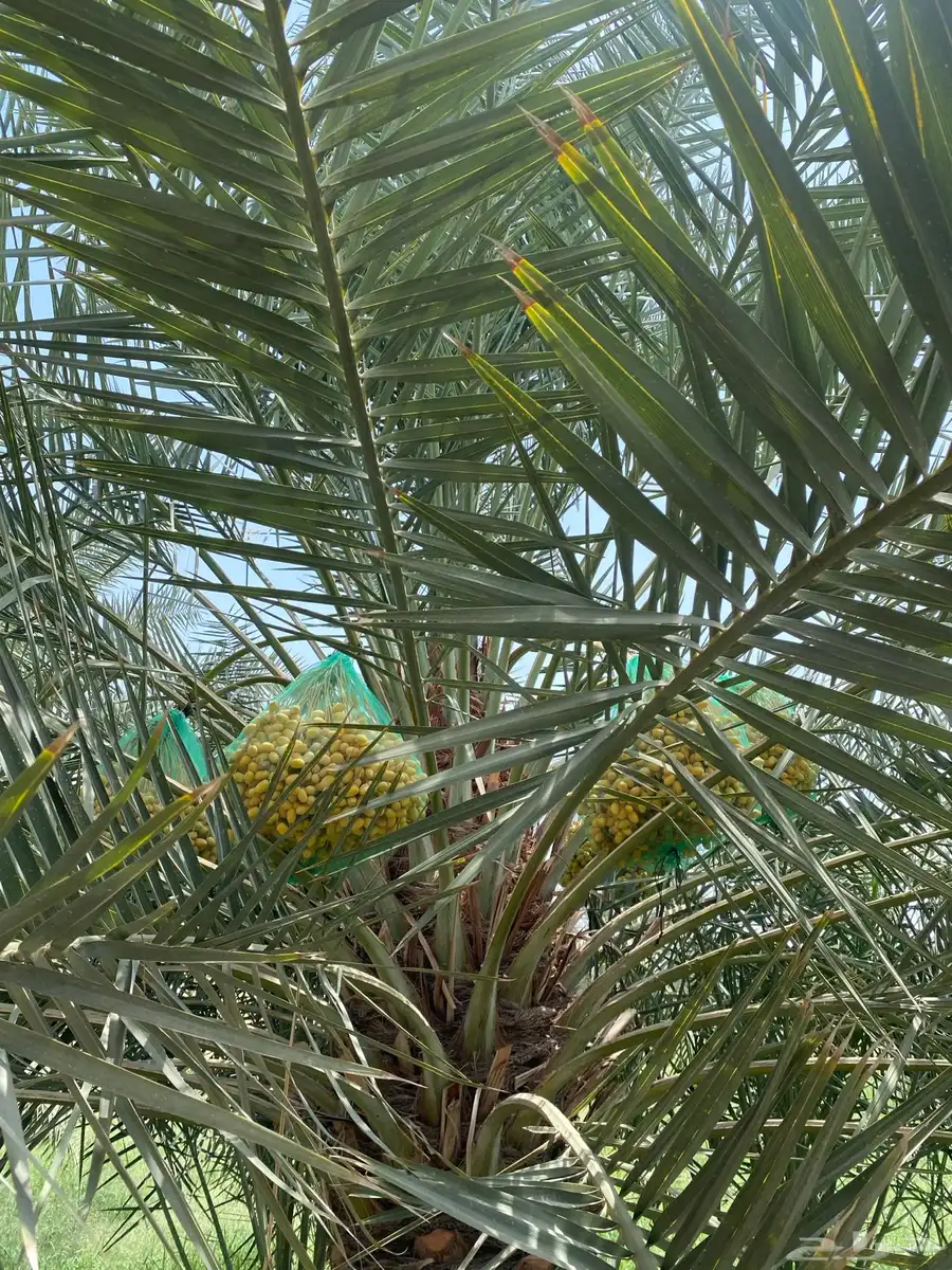 نخل تمر برحي إخلاص نجران index