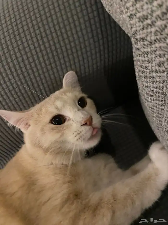 قطط للتبني العمر سنه الاثنين ذكر 4