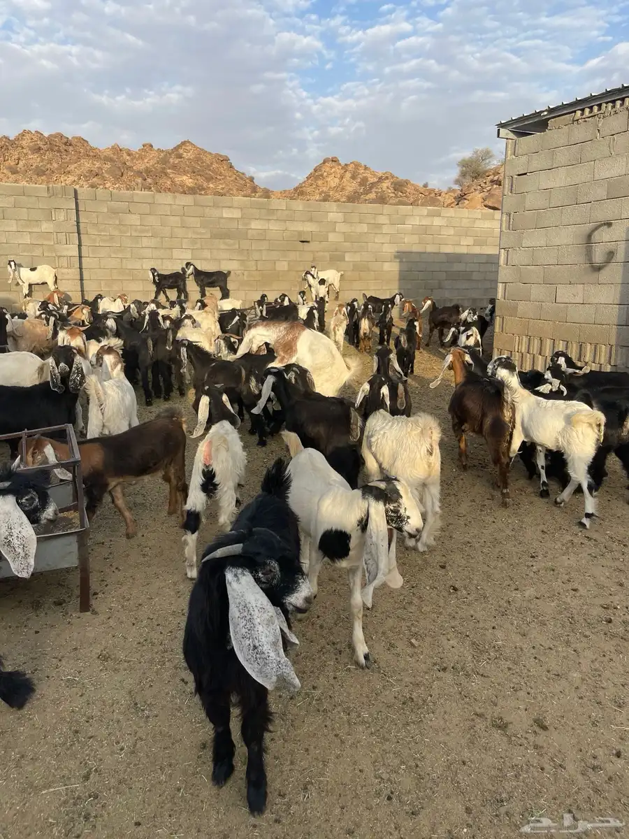 تيوس للبيع طريق الجنوب قيا بالحارث 2