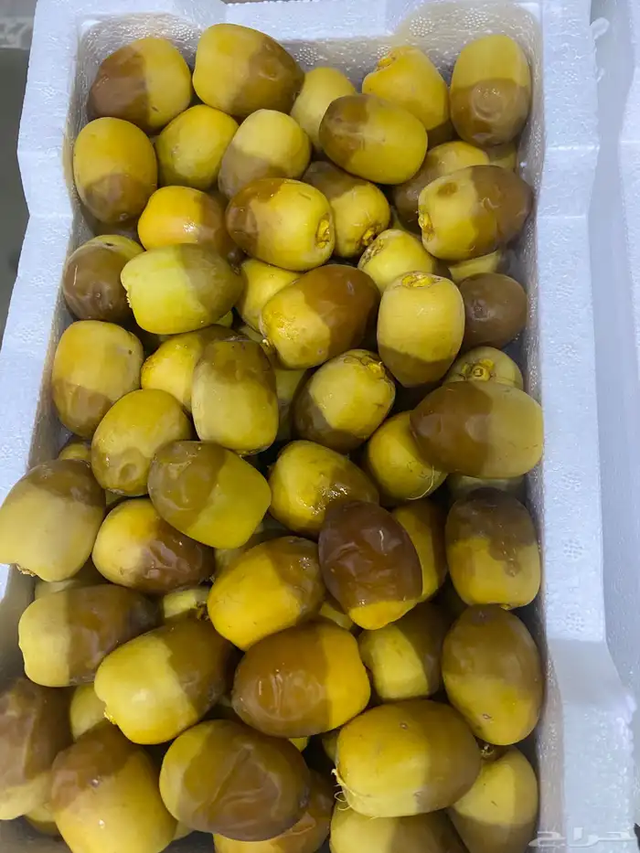 روثانه فاخره 6