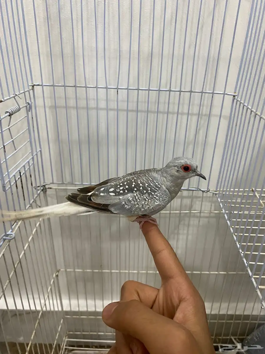 يمام ماسي للبيع 5
