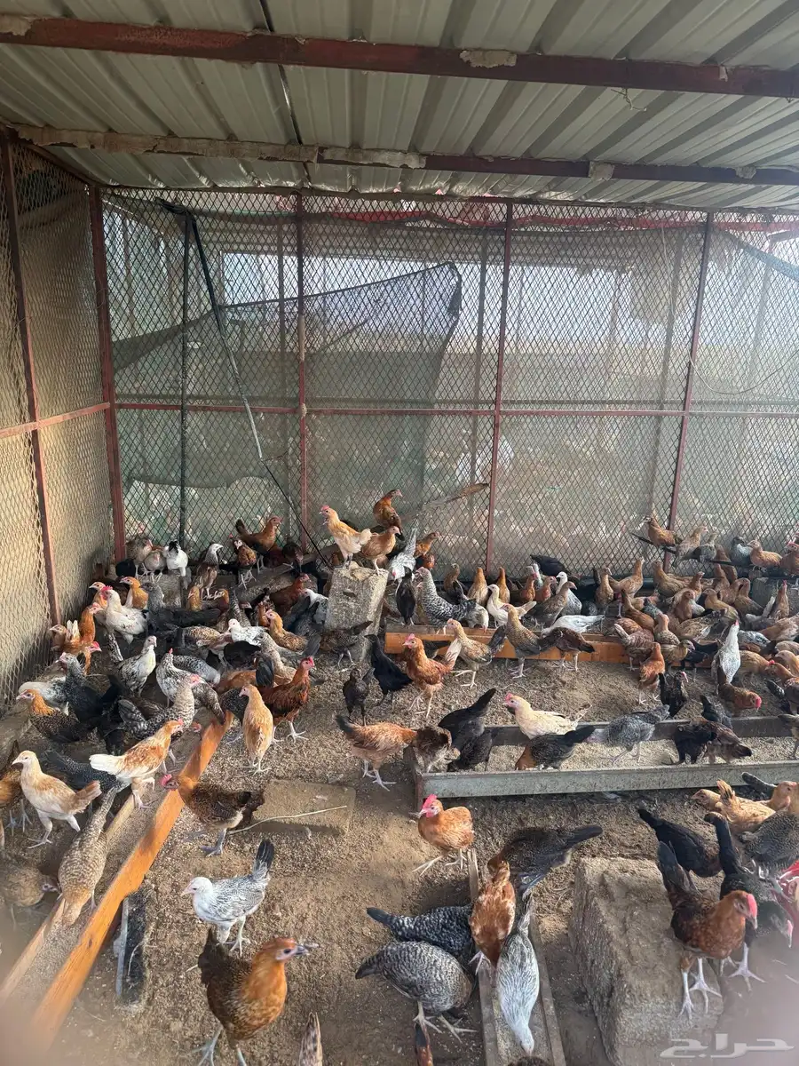 دجاج وديوك بلدي 650 حبه تقريبا عمر شهرين ونص 5