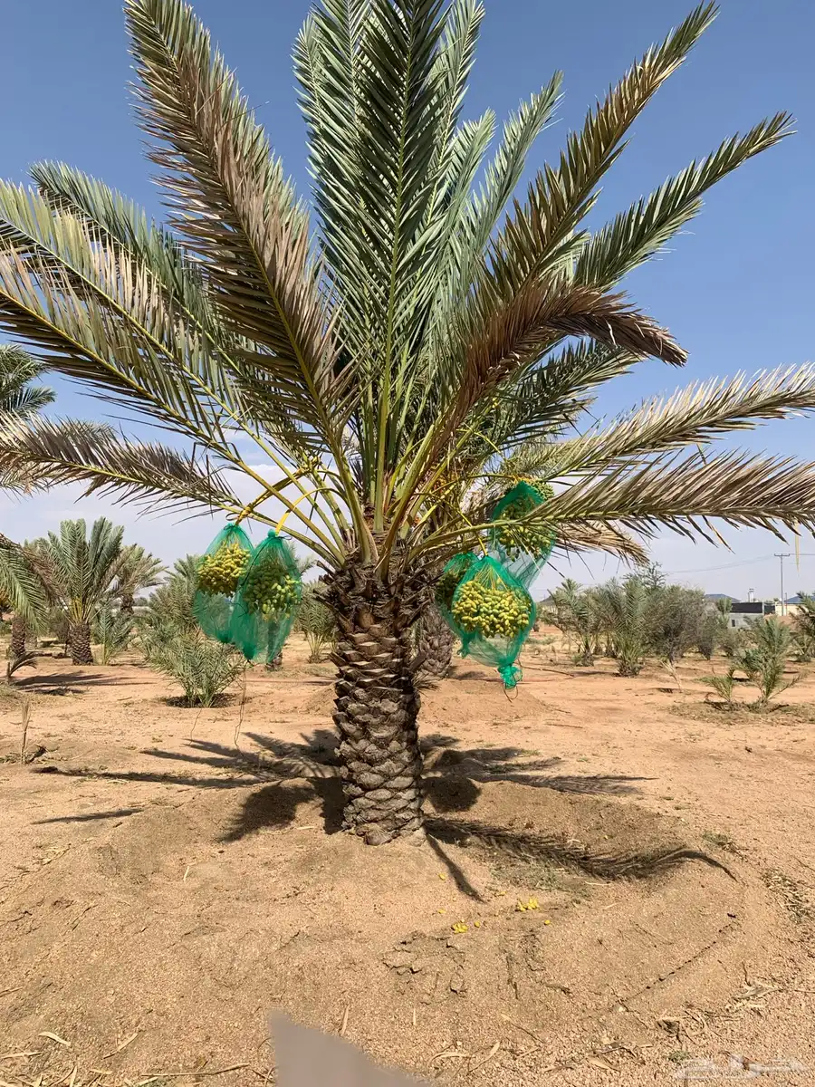 نخل مثمر للبيع السيل الصغير index