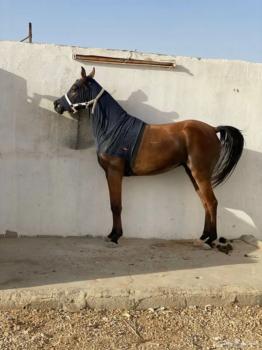 ايوا خيل وعسف وتدريب index