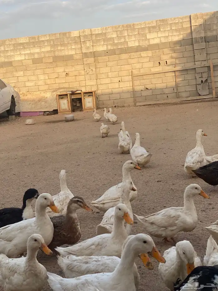 بط بكيني العمر 7 شهور بياض 0