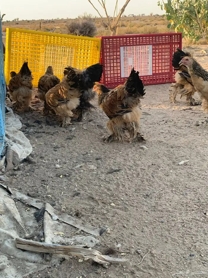 براهما بشاير انتاج خوراج فرصه للمربي 26