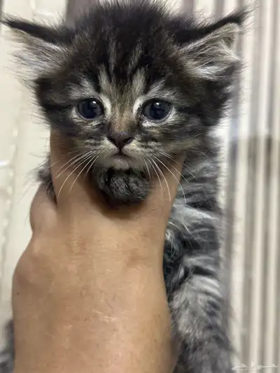 قط أنثى شيرازي 1
