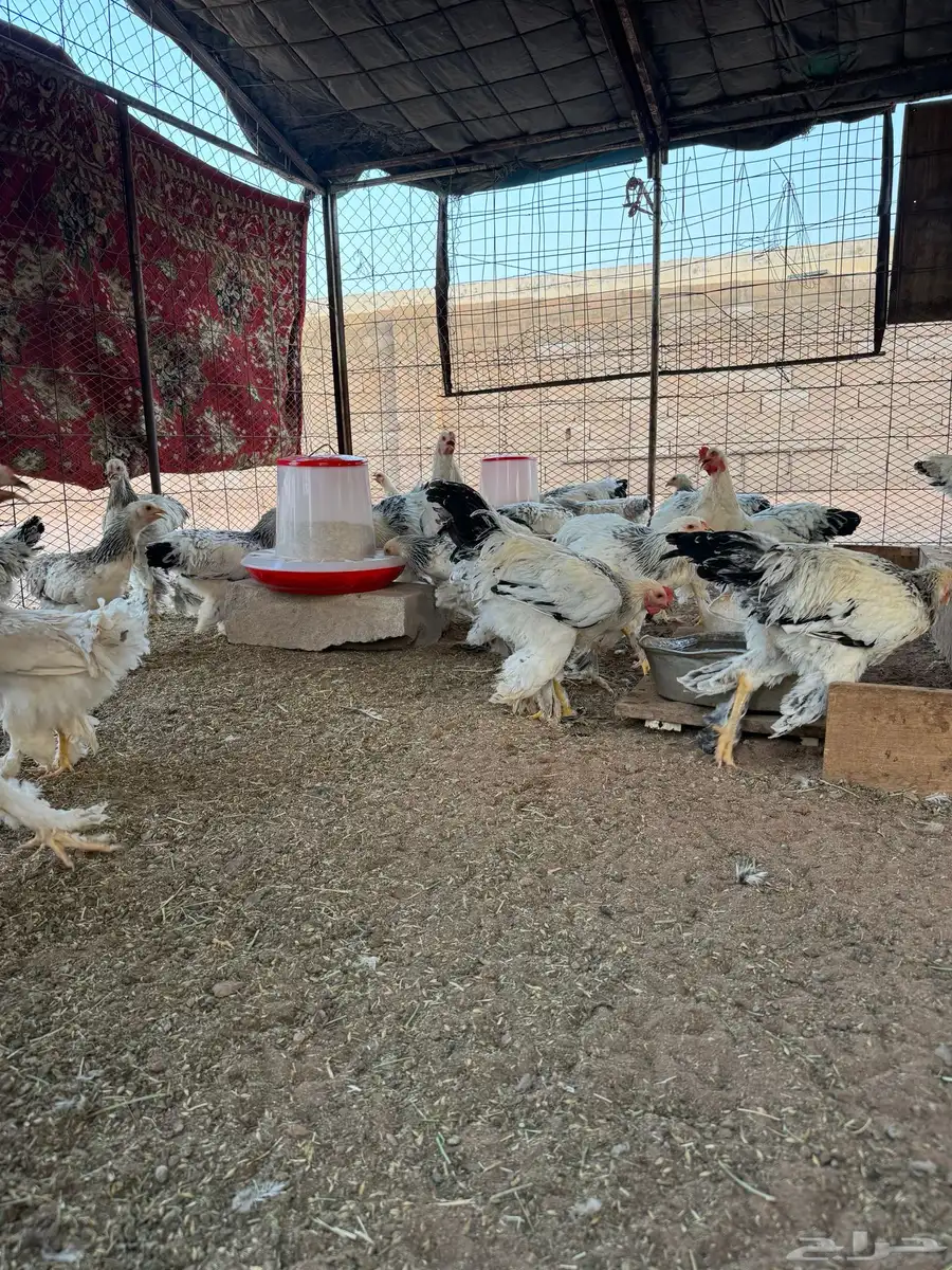 دجاج براهما كولمبي كونك اصل 3