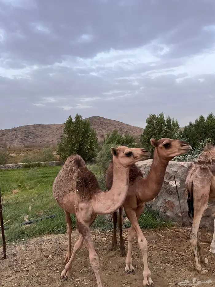 قعدان 2