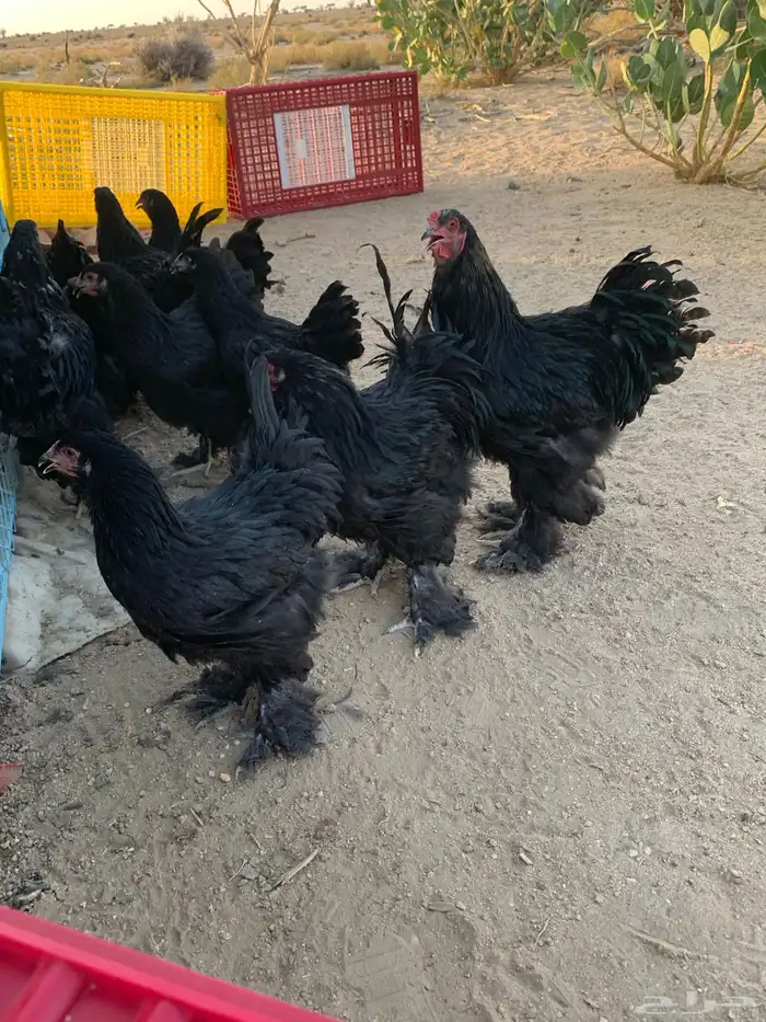 براهما بشاير انتاج خوراج فرصه للمربي 9