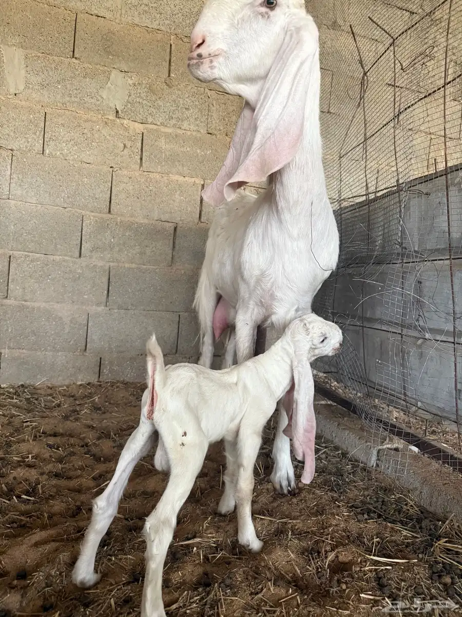 للبيع عنز مطوره برصاء والد متبع بتيس 2