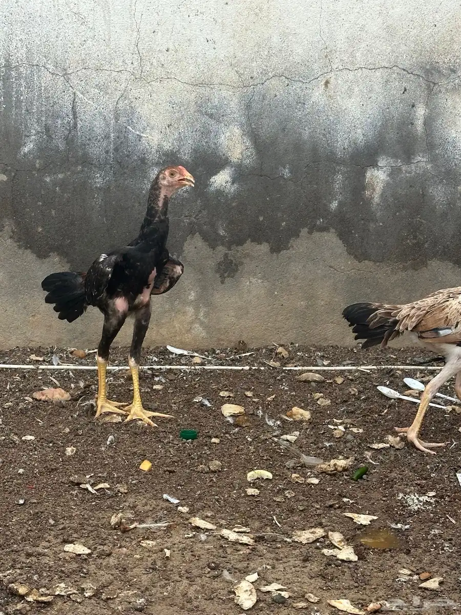 فروخ شامو دجاجه وديك 7