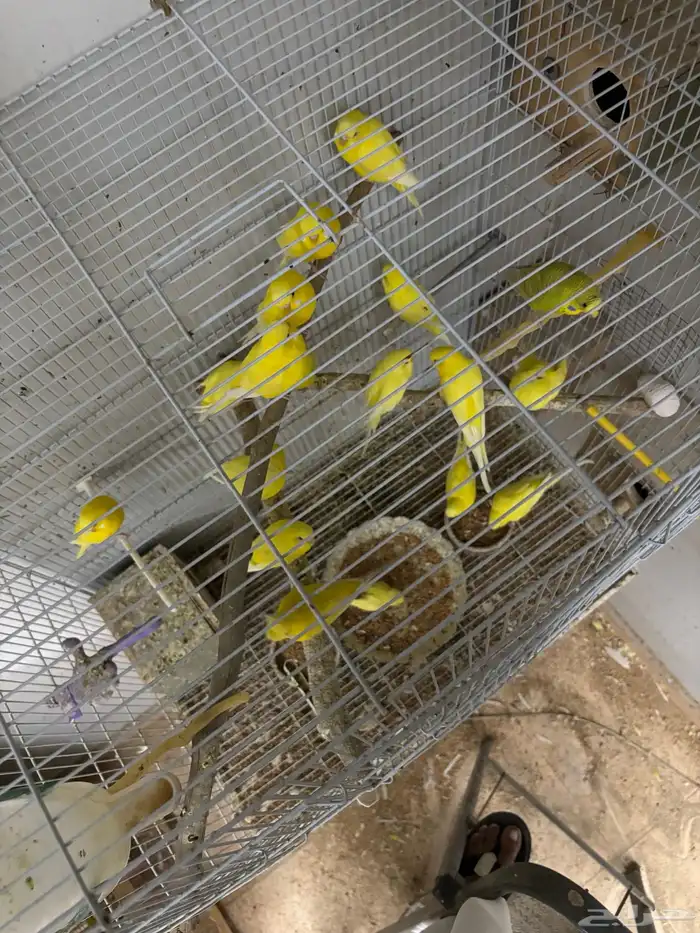 الزواج باجي لاتينو 1