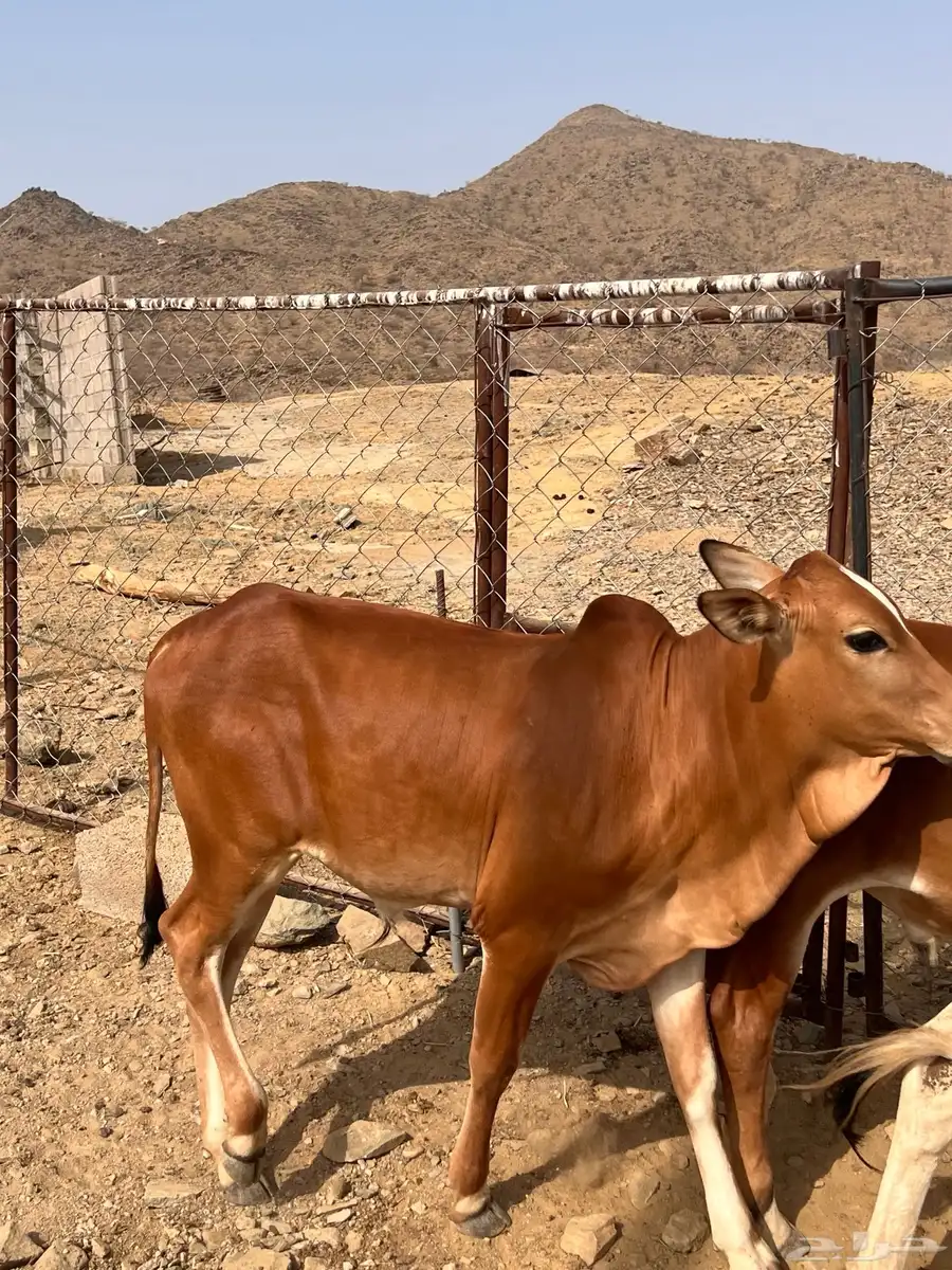 حسلان للبيع رعويه 3