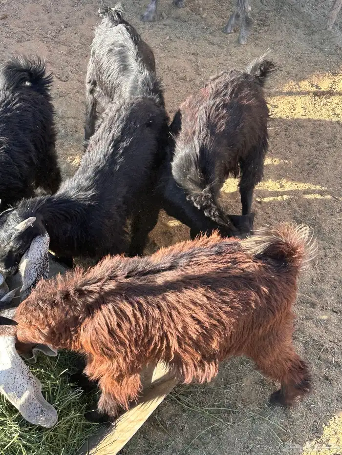 تيوس للبيع العمر 5شهور 1