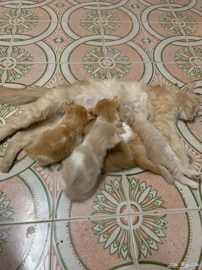 قطه معا 5 عيالها 5