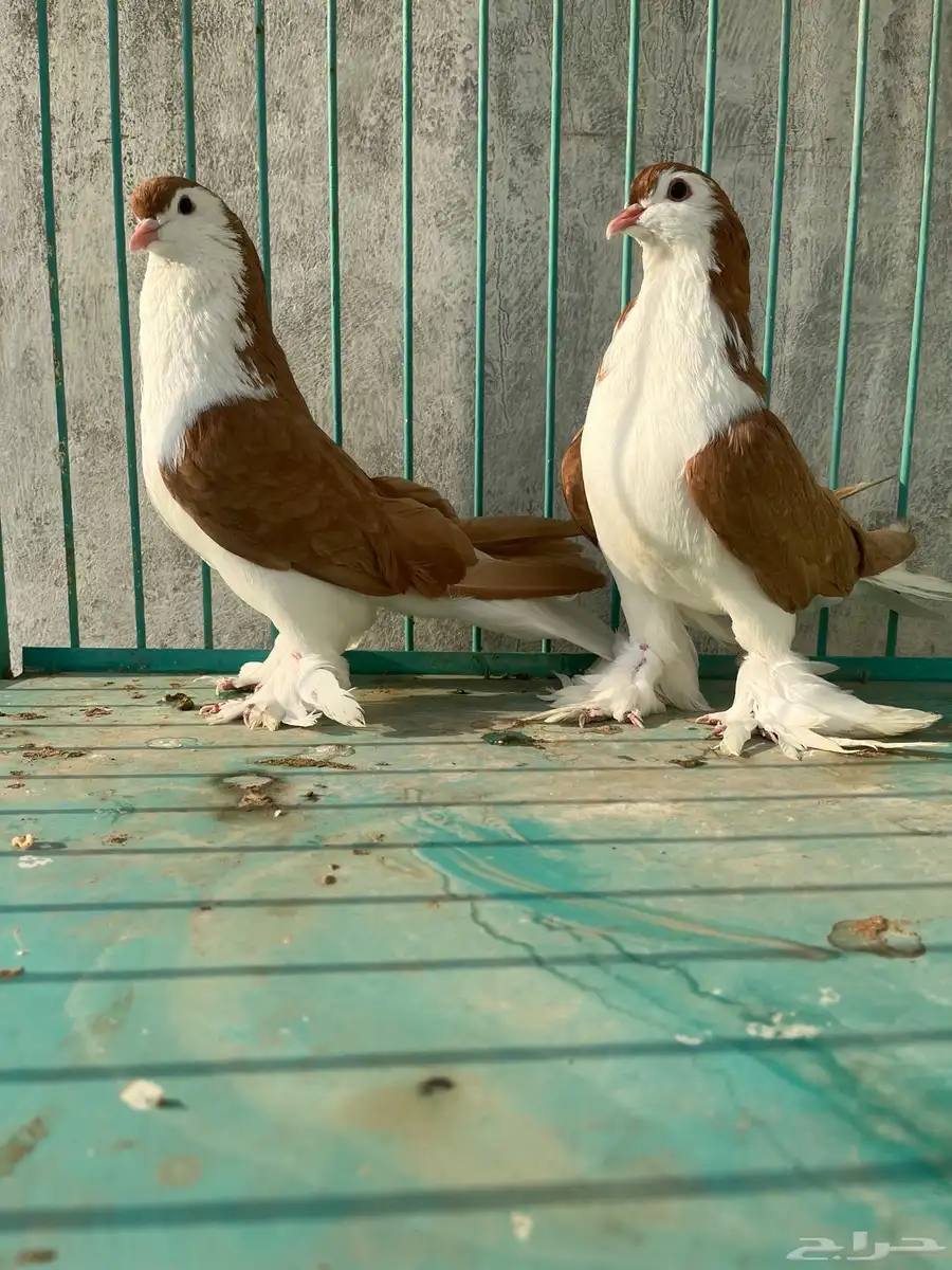 زوج شيرازي index