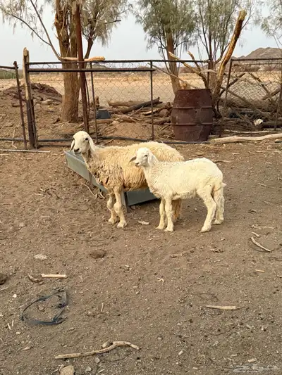 ضان ولد طيبات 6
