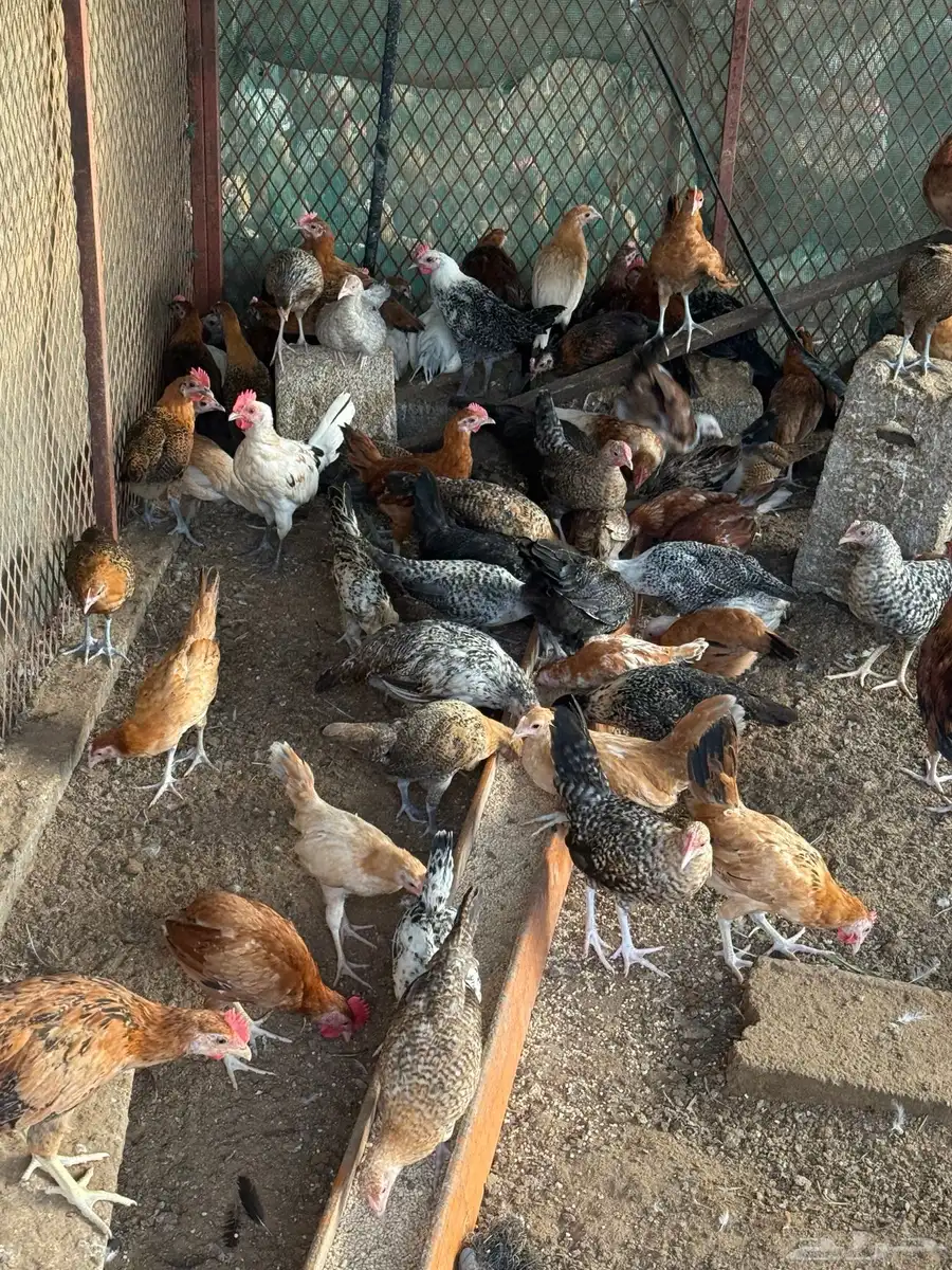 دجاج وديوك بلدي 650 حبه تقريبا عمر شهرين ونص 3