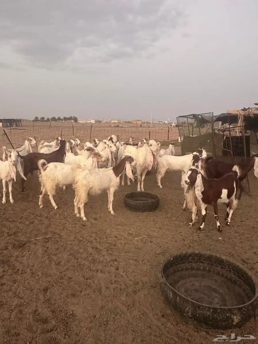 معزاء هولندية بنات بعض 3