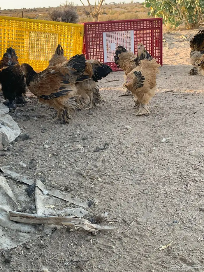 براهما بشاير انتاج خوراج فرصه للمربي 23